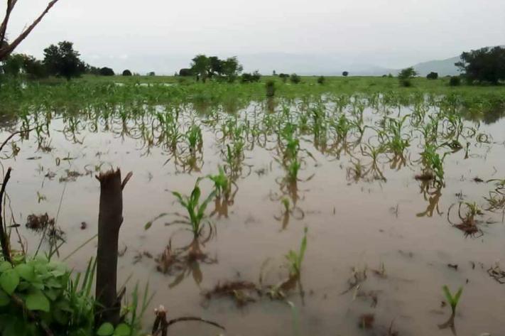 champ_devaste_a_tanganyika_25_jpg_711_473_1