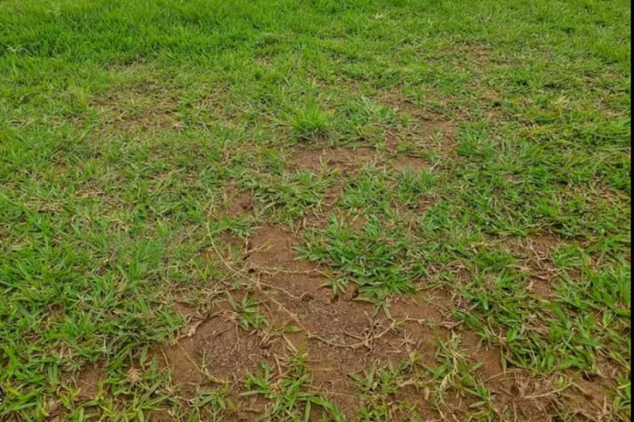 pelouse_251_rdc_png_711_473_1